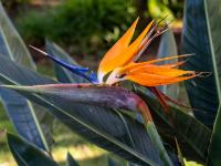 Strelizien Blüte - São Miguel